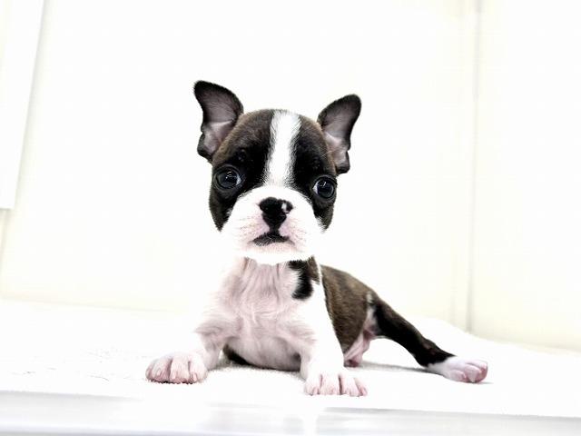 MIXボストンテリア×フレンチブルドッグ644