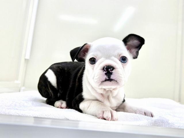 MIXボストンテリア×フレンチブルドッグ968