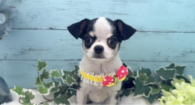 チワワ（スムースコート）