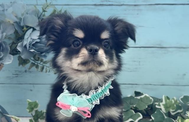 チワワ（ロングコート）