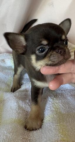 チワワ（スムースコート）