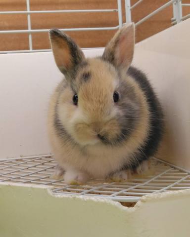 ミニウサギ