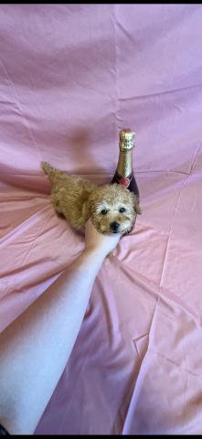 トイプードルタイニープードル