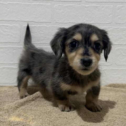 ミニチュアダックスフンド