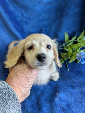 カニンヘンダックスフンド