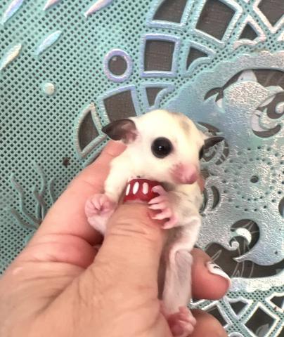 プラチナモザイク