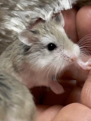 ハムスター ロボロフスキーハムスター