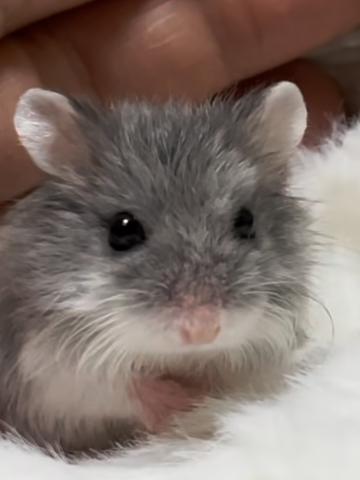 ハムスター ロボロフスキーハムスター