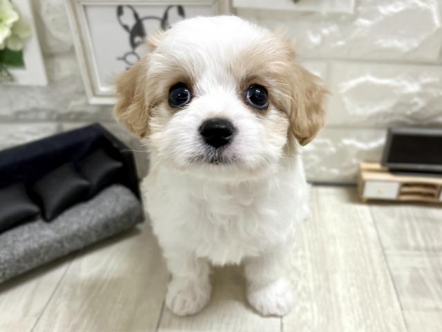 MIX☆*ﾟキャバビション*☆