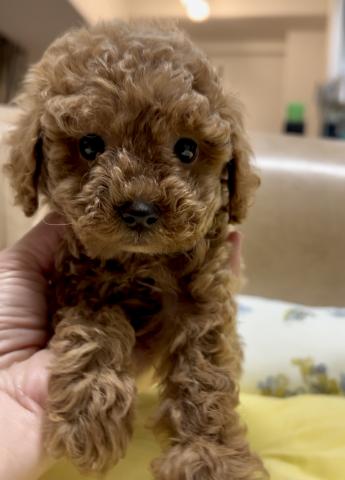 トイプードルティーカッププードル