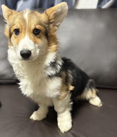 ウェルシュコーギーペンブローク