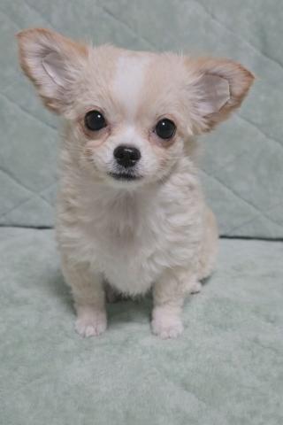 チワワ（ロングコート）