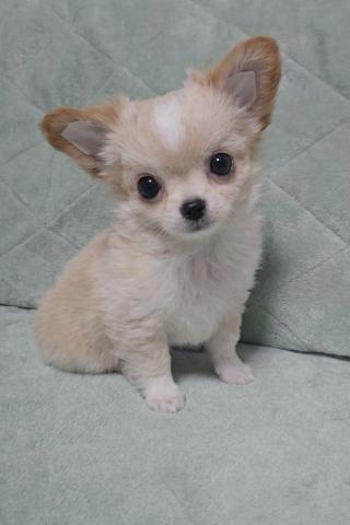 チワワ（ロングコート）