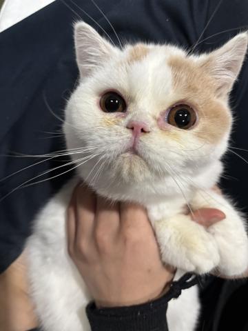 クリーム&ホワイト