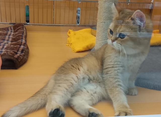 ブリティッシュショートヘア