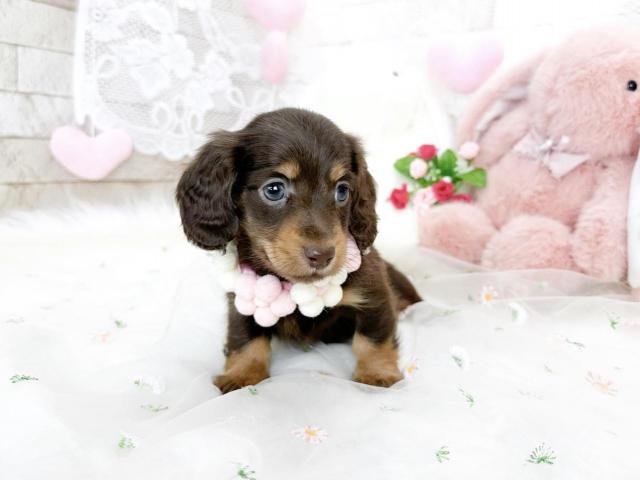 ミニチュアダックスフンド