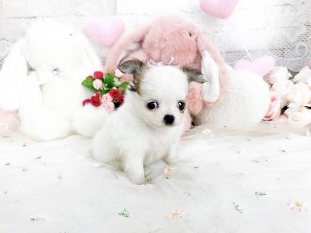 チワワ（ロングコート）