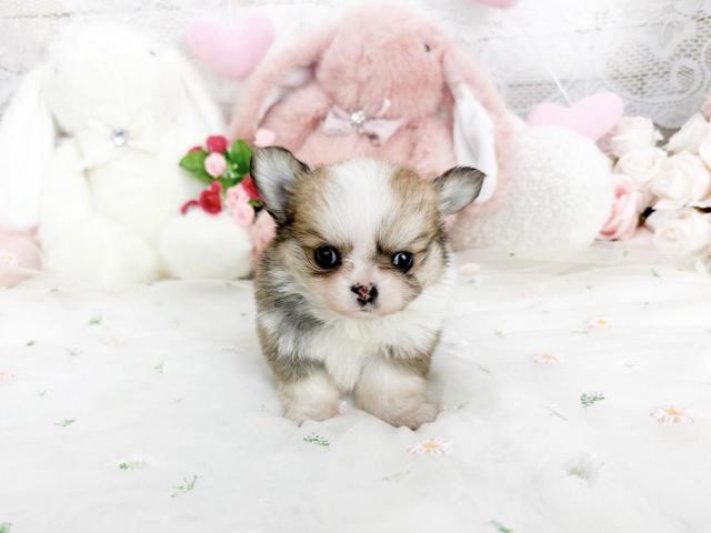 チワワ（ロングコート）