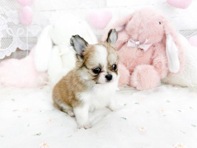 チワワ（ロングコート）