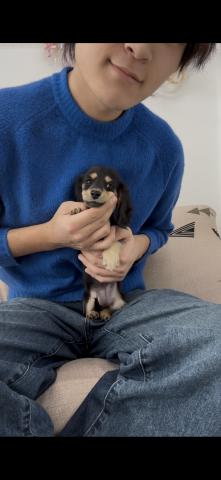 ミニチュアダックスフンド