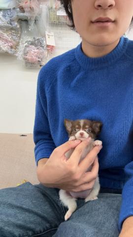 チワワ（ロングコート）