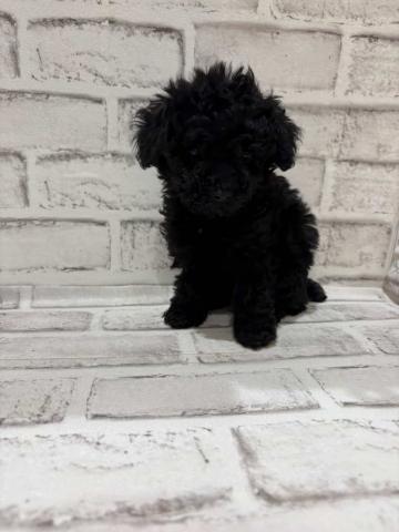 トイプードル