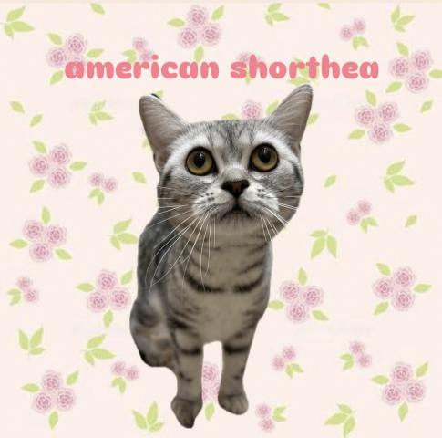 アメリカンショートヘアー