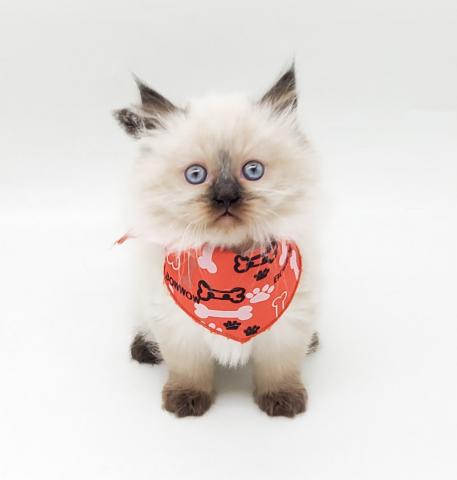 ペルシャ・ヒマラヤン★表示価格は全ての諸費用を含みます。