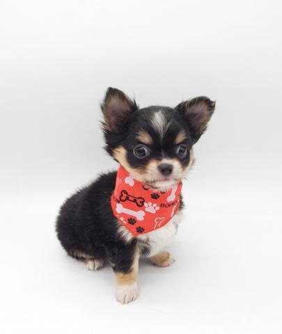 チワワ（ロングコート）★表示価格は全ての諸費用を含みます。