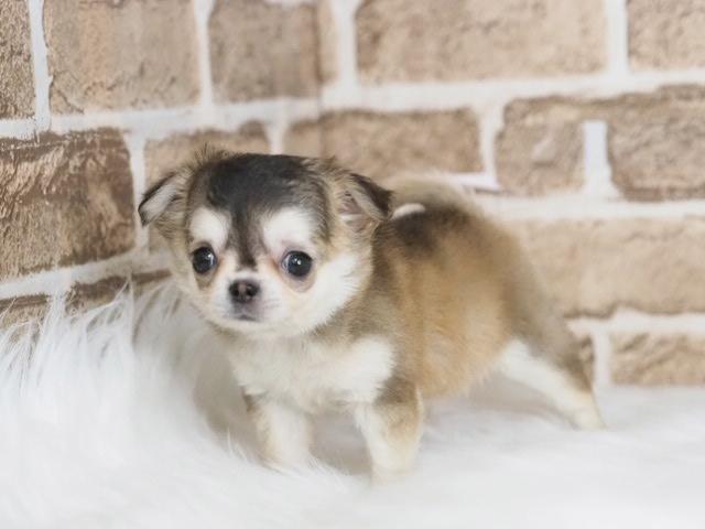 チワワ（ロングコート）