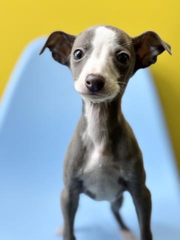 イタリアングレーハウンド4143