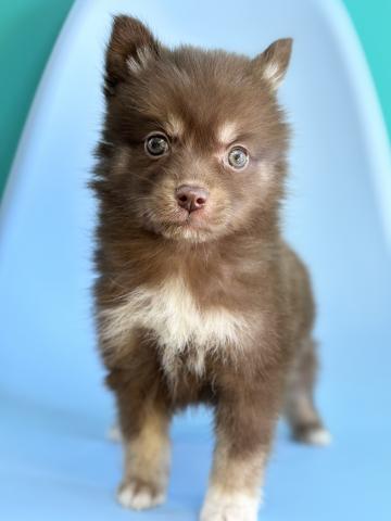 MIXポンスキー4851