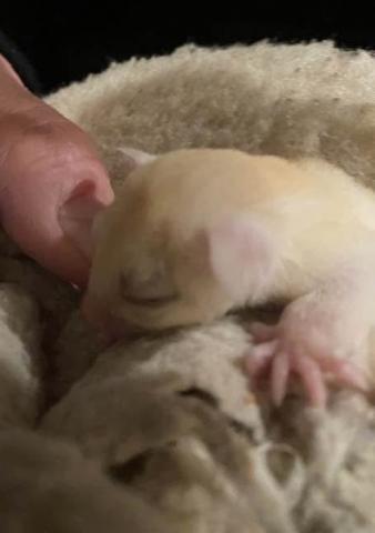 フクロモモンガ リューシ