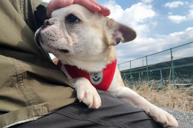 フレンチブルドッグ