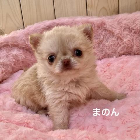 チワワ（ロングコート）