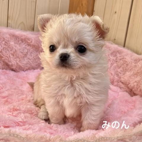 チワワ（ロングコート）