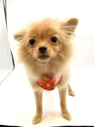 MIX犬（ポメラニアン×チワワ★表示価格は全ての諸費用を含みます。