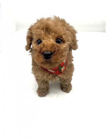 トイプードル★表示価格は全ての諸費用を含みます。