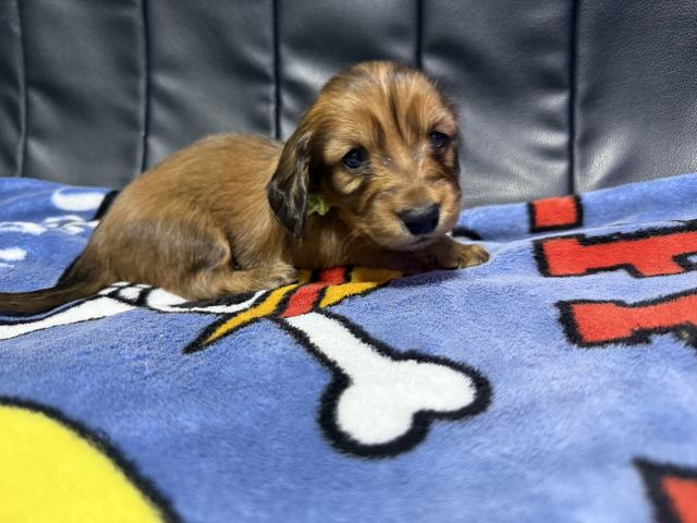 期間限定値引きㄘゅ💋