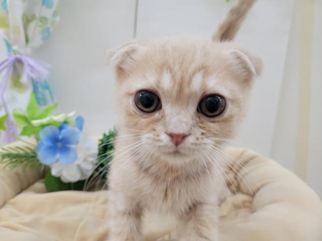 スコティッシュフォールド