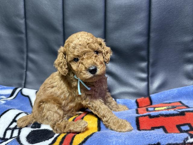 期間限定値引きㄘゅ💋