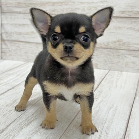 チワワ（スムースコート）