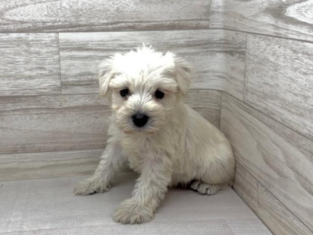 ミニチュアシュナウザー