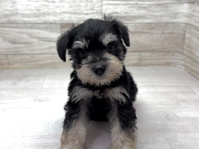 ミニチュアシュナウザー