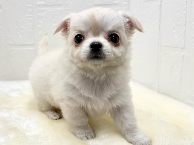 チワワ（ロングコート）