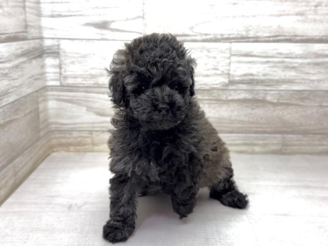 トイプードル