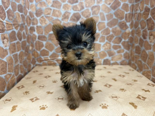 ヨークシャーテリア