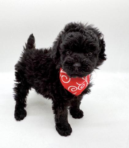 トイプードル★表示価格は全ての諸費用を含みます。