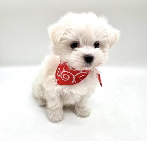 マルチーズ★表示価格は全ての諸費用を含みます。