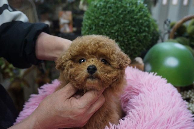 トイプードルプードル11月22日生まれ